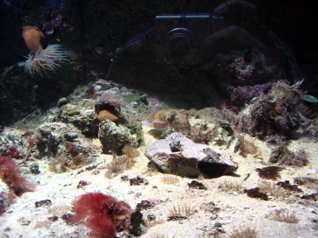 Aquarium de La Rochelle